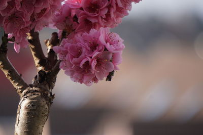 Close-up of pink cherry blossom