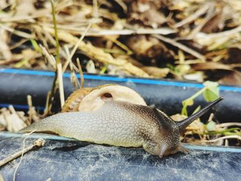 Close-up of lizard on land