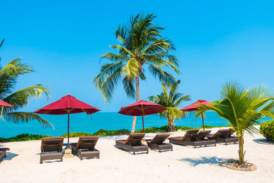 Lounge chairs and palm trees on beach against clear sky