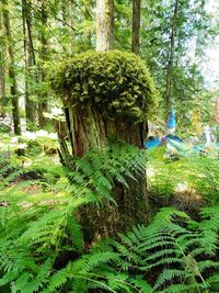 Trees growing in forest