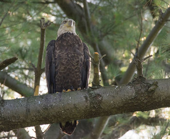 Low angle view of bald eagle perching on tree