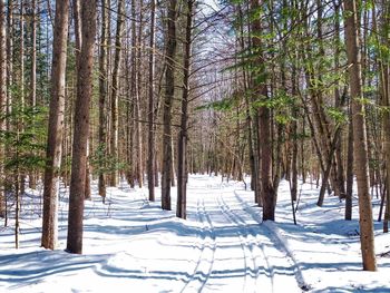 Pine trees in forest during winter