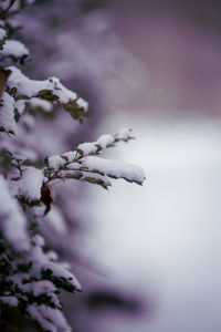 Close-up of snow on plant