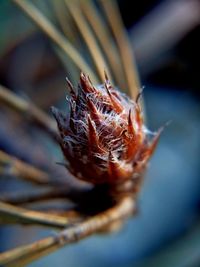 Close-up of dry leaves