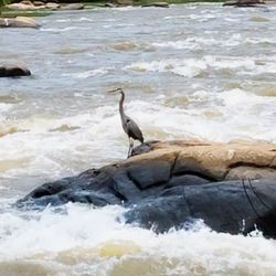 Bird perching on rock in sea