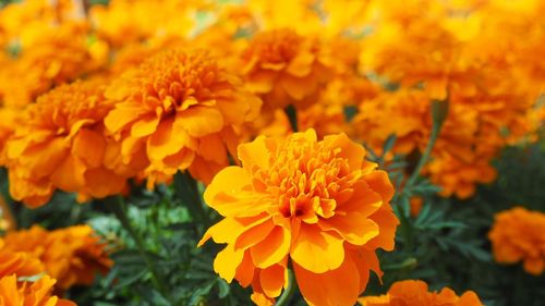 Close-up of yellow marigold flowers