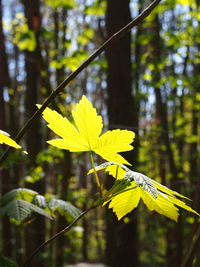 Close-up of yellow leaves on tree in forest
