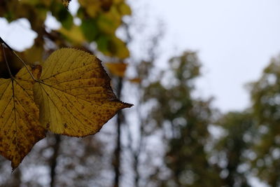 Close-up of yellow maple leaf on tree