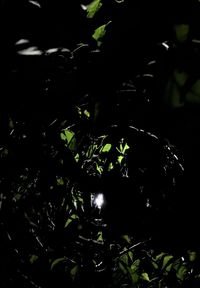 Close-up of plants at night