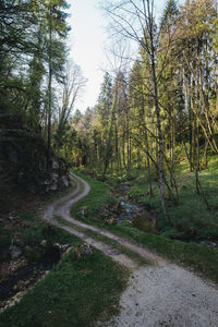 Road amidst trees in forest against sky