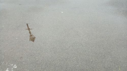 High angle view of a bird