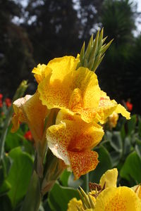 Close-up of yellow flower