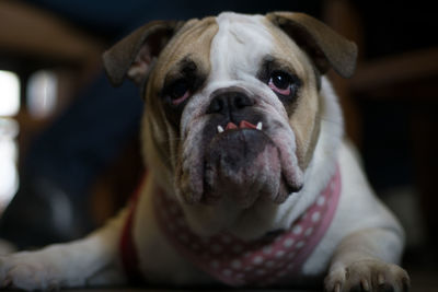 Close-up portrait of dog at home