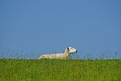 View of sheep on grassy field against clear sky
