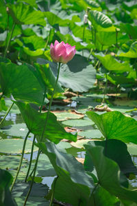 Pink lotus water lily in pond