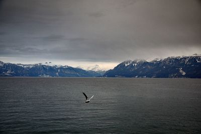 Bird flying over mountain against sky