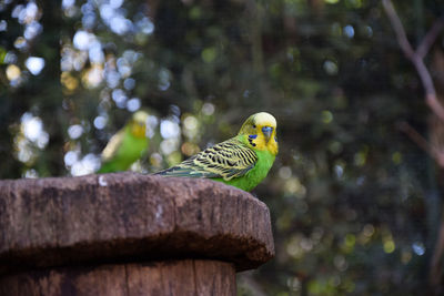 Bird perching on a tree