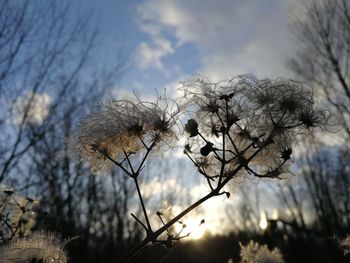 Low angle view of flowering plant against sky