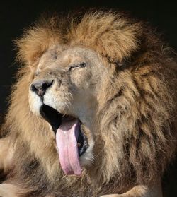 Close-up of a lion yawning