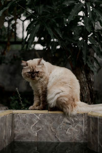 Portrait of cat sitting on a tree