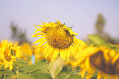 Close-up of yellow flowering plant