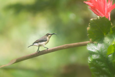 Bird perching on a plant