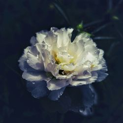 Close-up of flower blooming outdoors