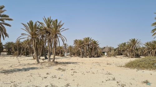 Palm trees on desert against clear sky