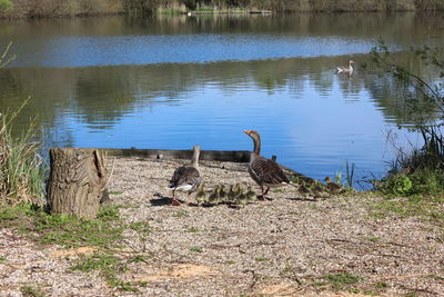 View of birds on lakeshore