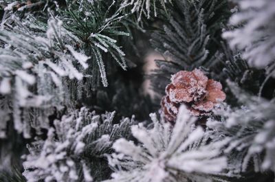 Close-up of snow covered pine tree