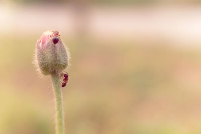 Close-up of flower bud