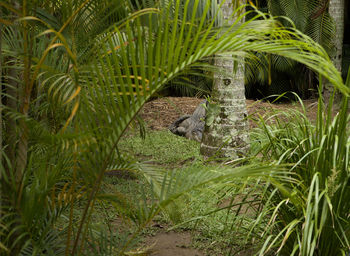 Bird on palm tree