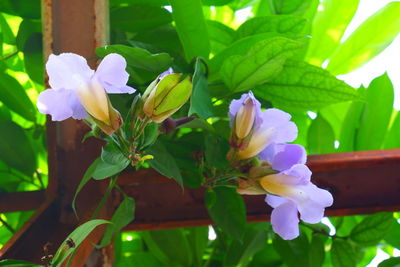 Close-up of pink flowering plant