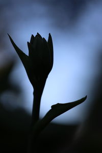 Low angle view of flowering plant against sky