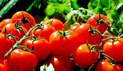 Close-up of tomatoes