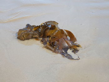 High angle view of crab on beach