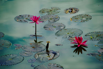 High angle view of lotus water lily in lake