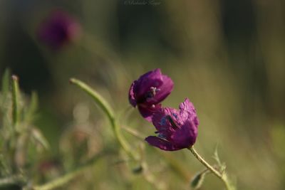 Close-up of purple flowering plant