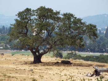 View of a tree on field