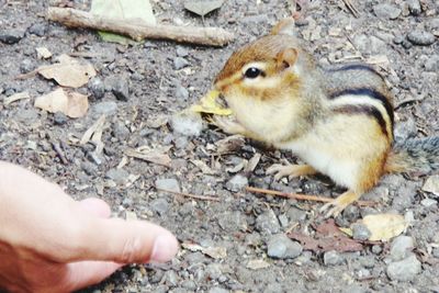 High angle view of a bird