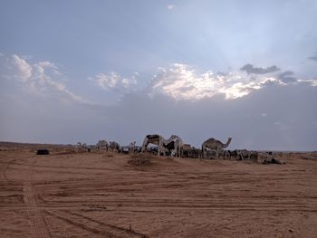 Saudi desert camel