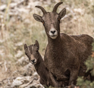 Portrait of bighorn sheep standing on field