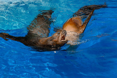 High angle view of turtle in swimming pool