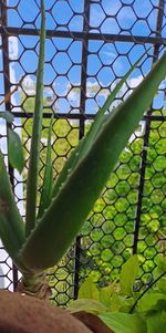 Close-up of plants seen through chainlink fence