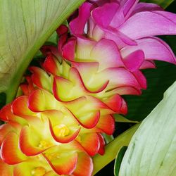 Close-up of flowers