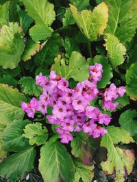 Close-up of purple flowers