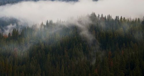 Panoramic shot of trees in forest against sky