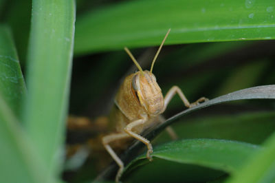 Close-up of insect on plant