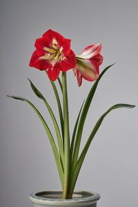 Close-up of red flower