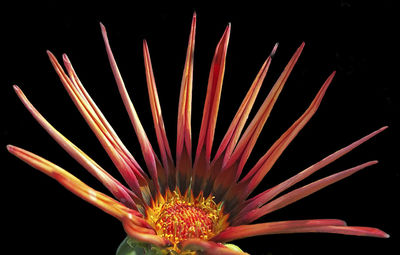 Close-up of pink flower against black background